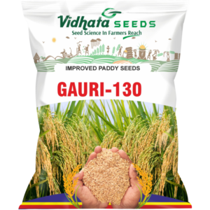 Gauri-130 Improved Paddy Seed (3 Kg)