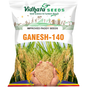 GANESH-140 Improved Paddy Seed (3 Kg)