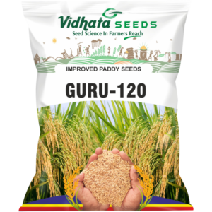 GURU-120 Improved Paddy Seed (3 Kg)