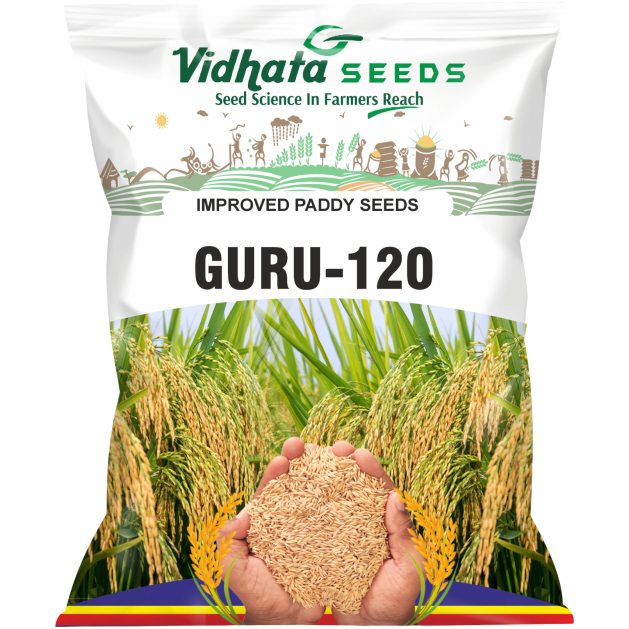 GURU-120 Improved Paddy Seed (3 Kg)
